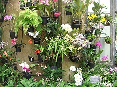 367 Longwood Gardens [2008 August 23]